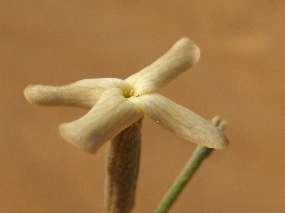 사막가지냉이 Farsetia aegyptia Turra