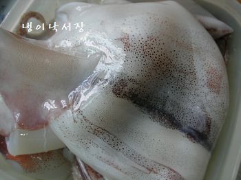 오징어먹는날 이미지