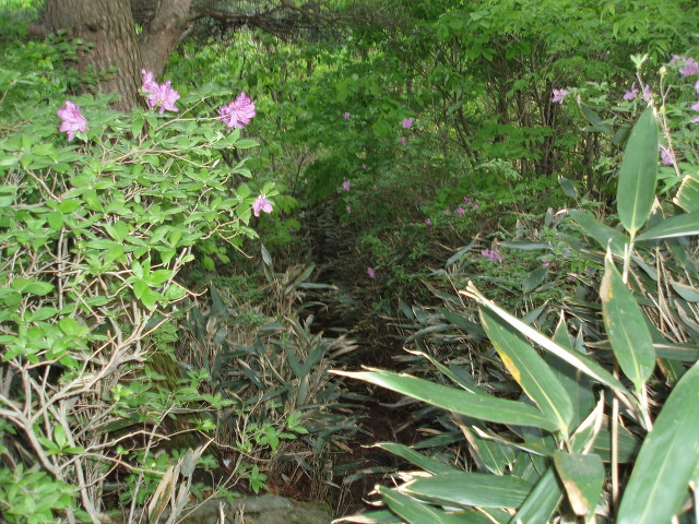 산철죽 군락지 이미지