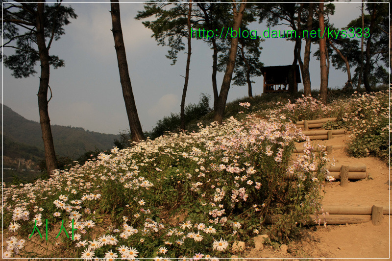 구절초 향기따라 정읍 구절초축제 2탄...2012. 10월14일...