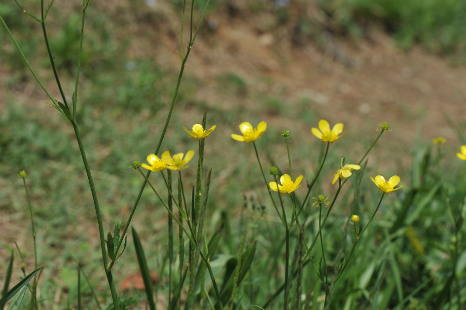 미나리아재비(Japanese Buttercup)