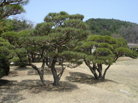  명품 소나무