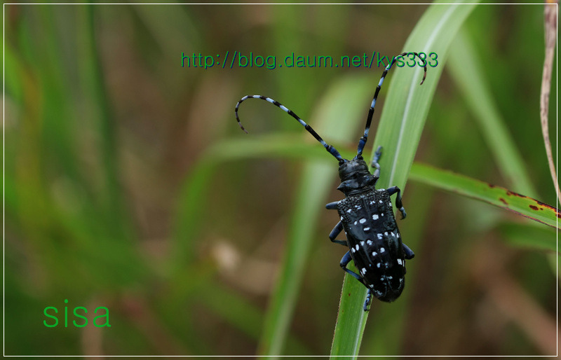 알락하늘소...2011. 7월.