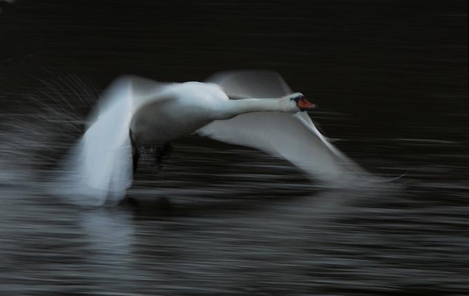 Together We Fly - Darby Devon