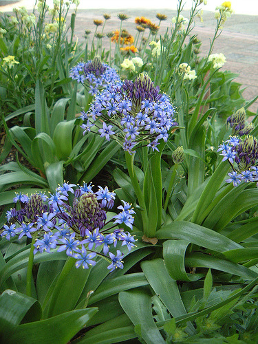  자이언트 스킬라 Scilla p... 