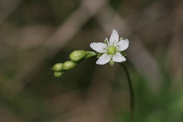 장백산에 취한 야생화 2- 특산식물