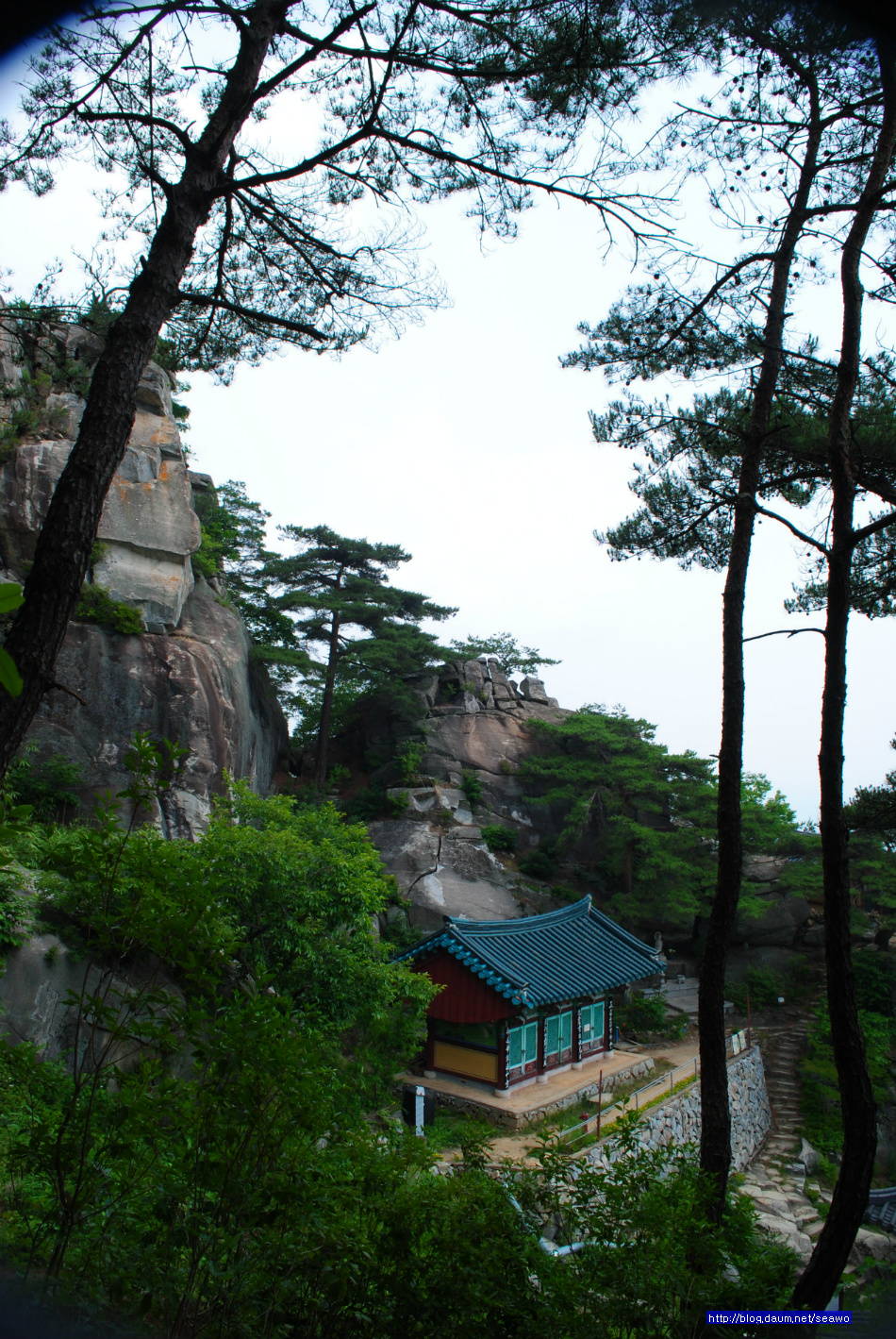 여우향기 이미지