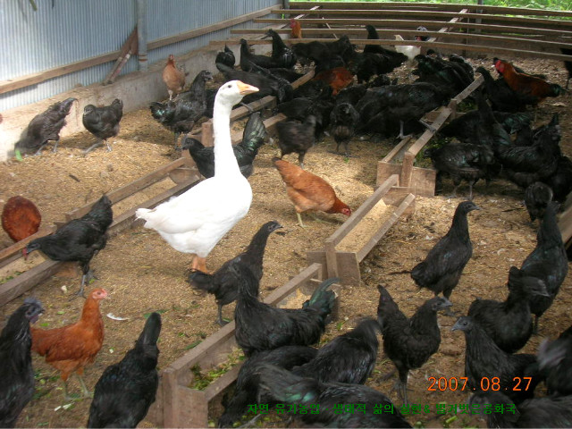 매일 유정란을 공급해 주는 오골계