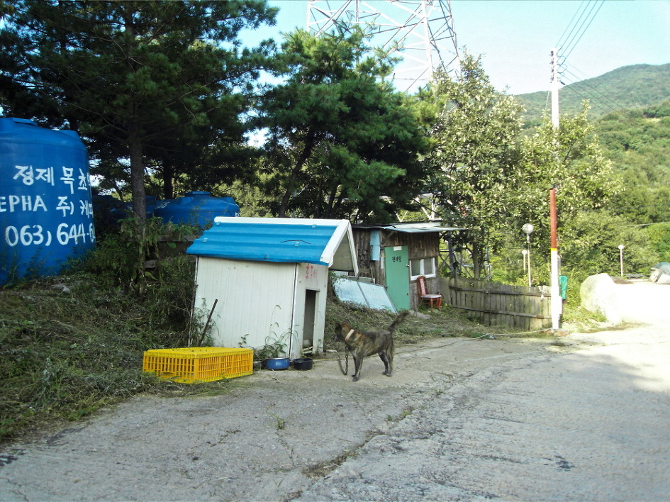 초롱이네 이미지