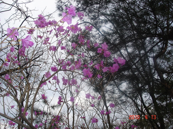 북악산 진달래가 만발했어요!!!