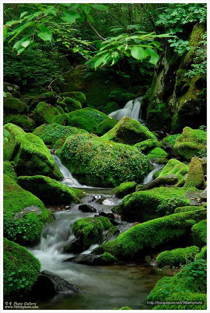 사라진 이끼계곡(2006.6.24)