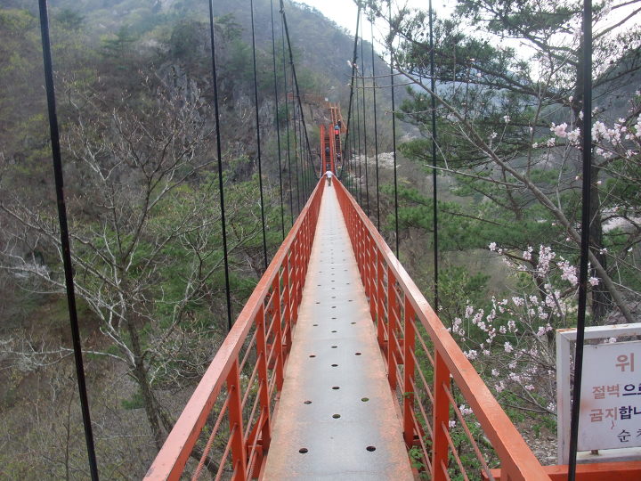 순창꽃 이미지