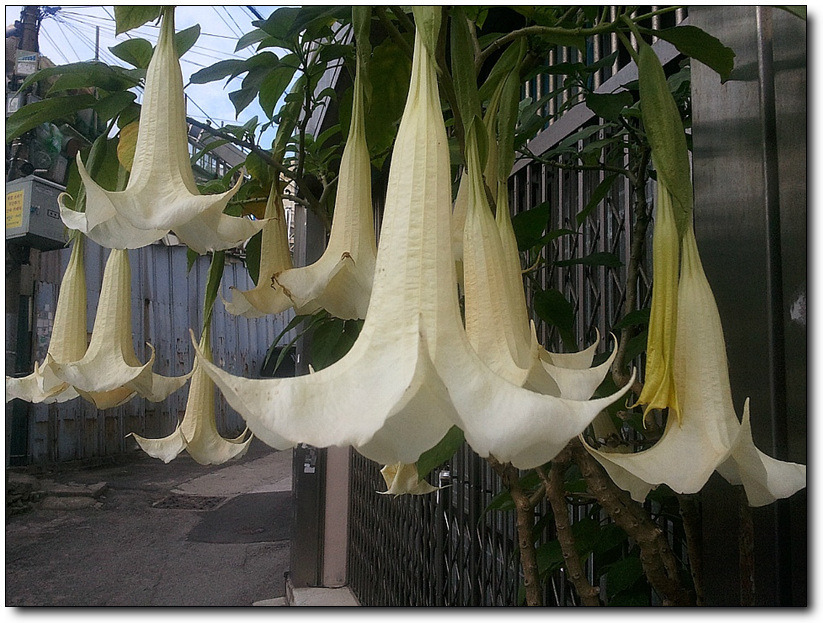 이 아침, 나팔꽃이 말을 건다~!!