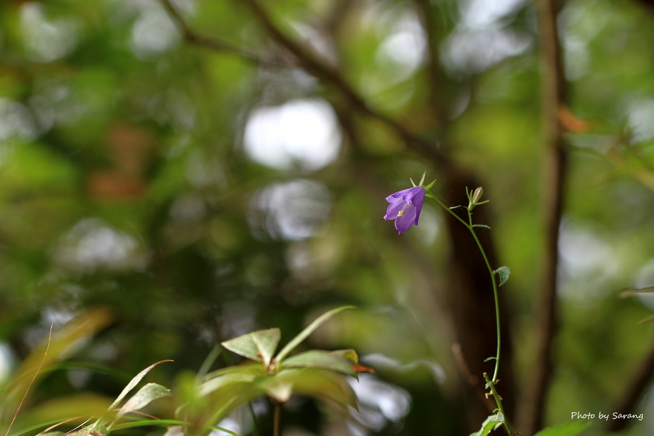 투구꽃, 당잔대