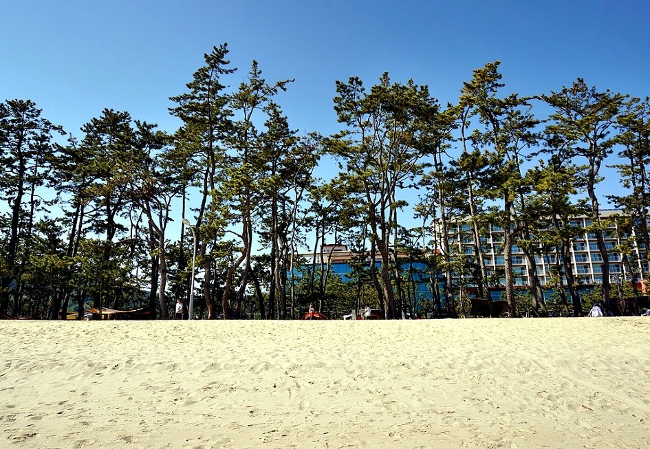 해송 이미지