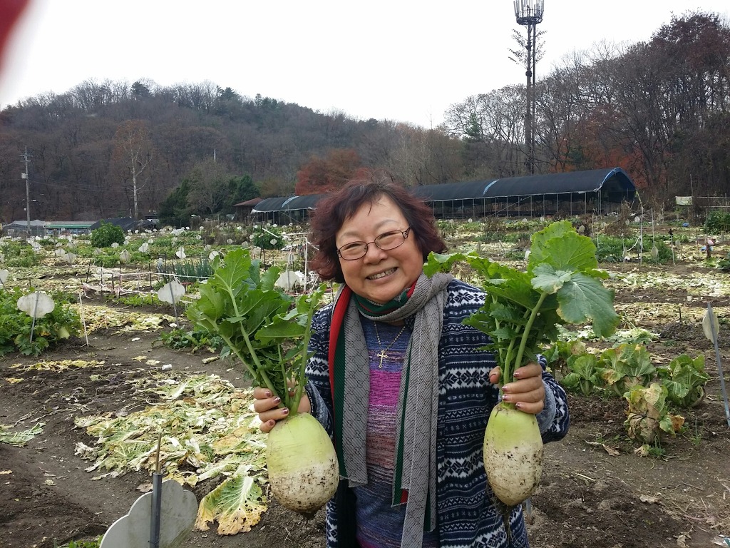 초보 농사 일기(2015.11.22)
