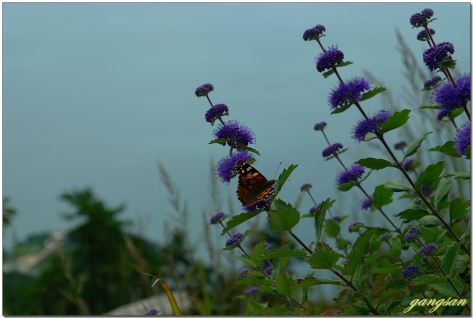 파란하늘과 바다 그리고 보랏빛 층층이꽃