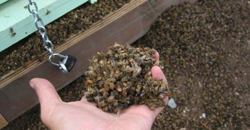 2016년 4월 27일 오후 01:25  감독 님께서 살려 보실 수 방법을 모색하여 보시길 바랍니다.