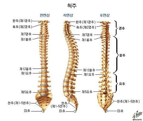 척추뼈를 교정하면 만병의 치유가 시작된다.