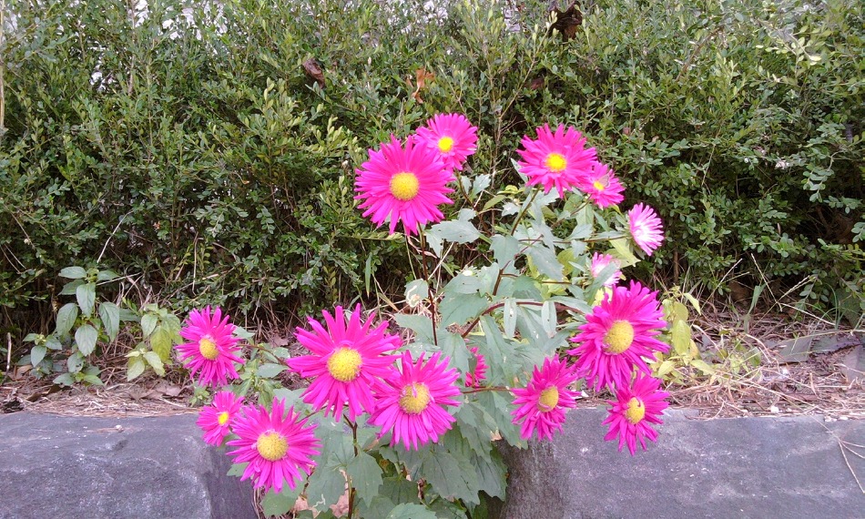 강진주 노래모음