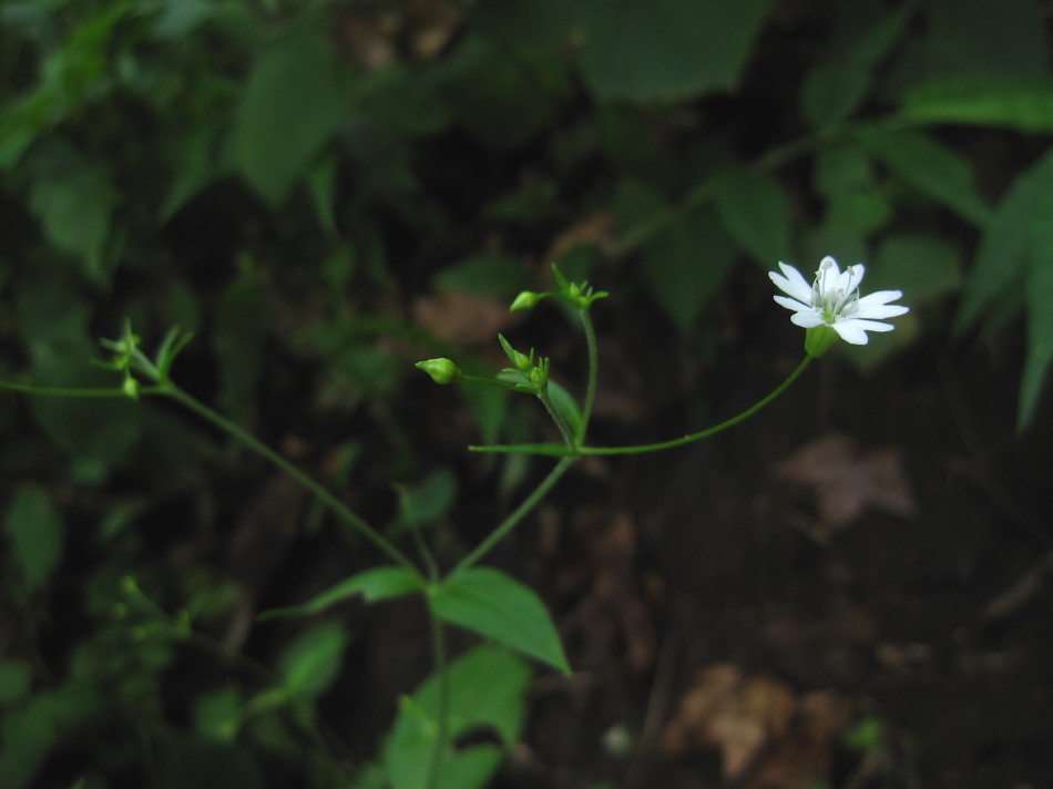 멸가치, 단풍취, 가는장구채
