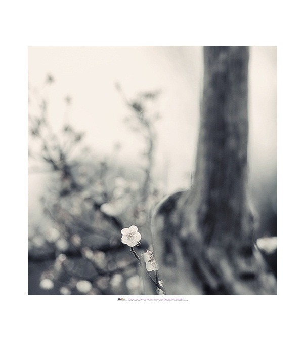 오산 - 오산매(烏山梅)