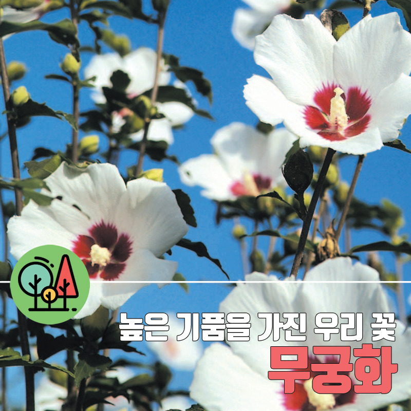 꽃과생활 이미지