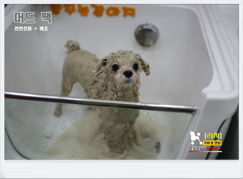 가위컷뿐이 아니고 머드팩까지! 대전 [애견미용]