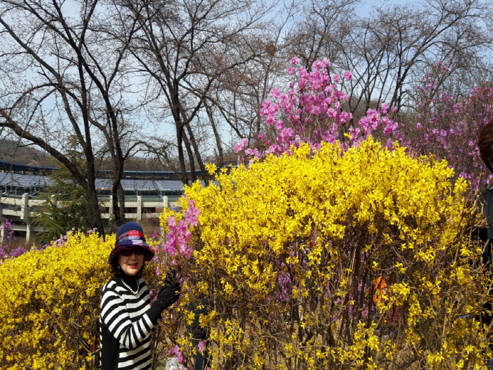 부천 원미산 진달래꽃 축제