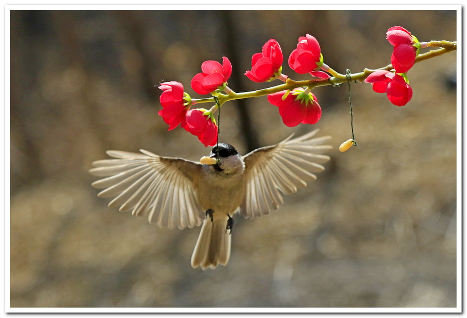 만의골서 만난 새들