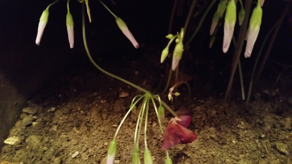 사랑초.카네이션