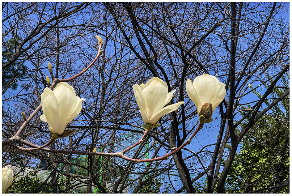 [iPhoneXS]고귀함의 꽃..목련