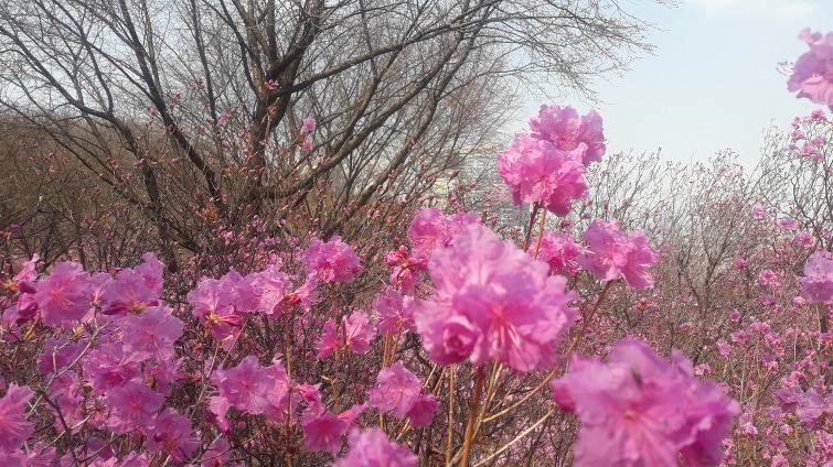 원미산  진달래