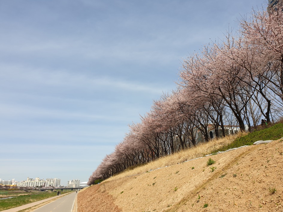［하트자전거길］한강에서 꽃구경하며 자전거로 달렸다. 2019. 04. 07