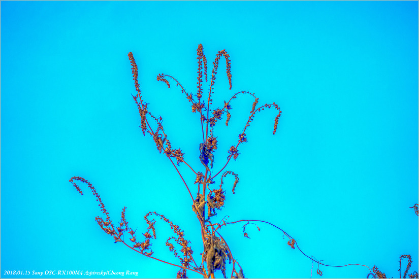 [창릉천변에 살고 있는 겨울 식생들....2018.01.15.]