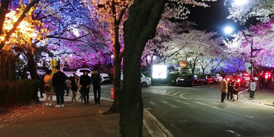 대구 이월드 별빛벚꽃축제 야경