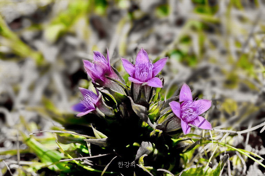 벨리카 플라니나-하산