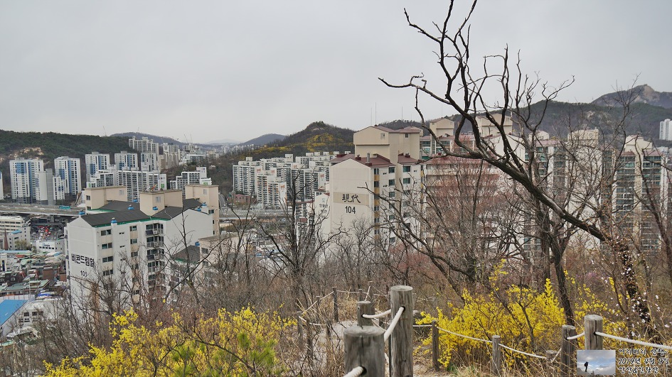 서대문,안산 & 인왕산...개나리,진달래가 흐드러지게 피어있고~