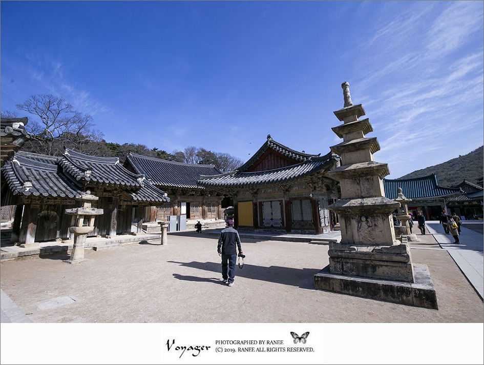 [양산] 통도사에서 자장매, 만첩 홍매, 분홍매와 힐링의 시간을...