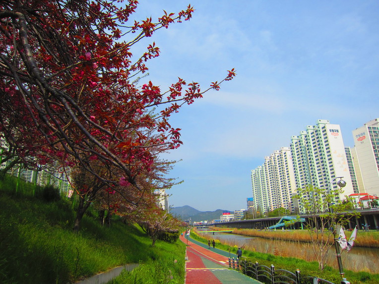 부산 해운대 장산(2019. 04. 08)