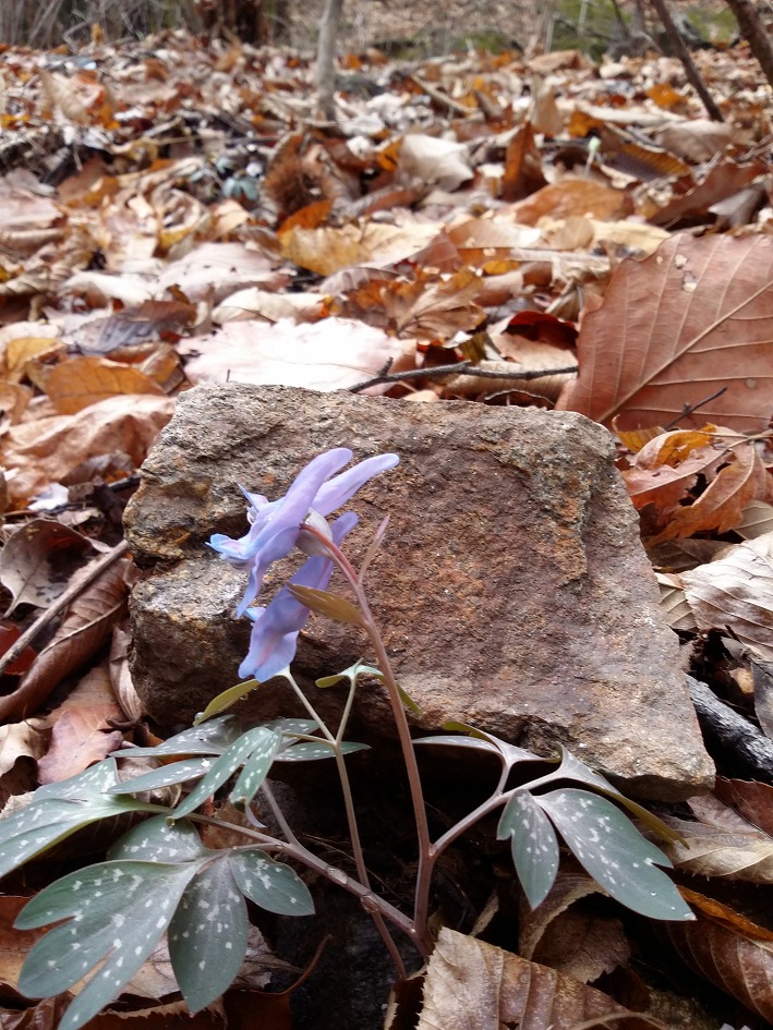 천마산, 봄바람난 년들을 찾아 나서다.
