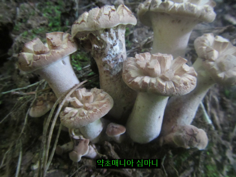 저수령 넘어 백두대간 9월10일 산행기.두번째 능이버섯 보다.