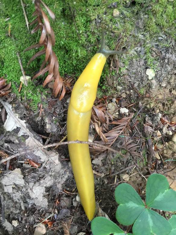 Yellow Slugs by H.C. Bailey