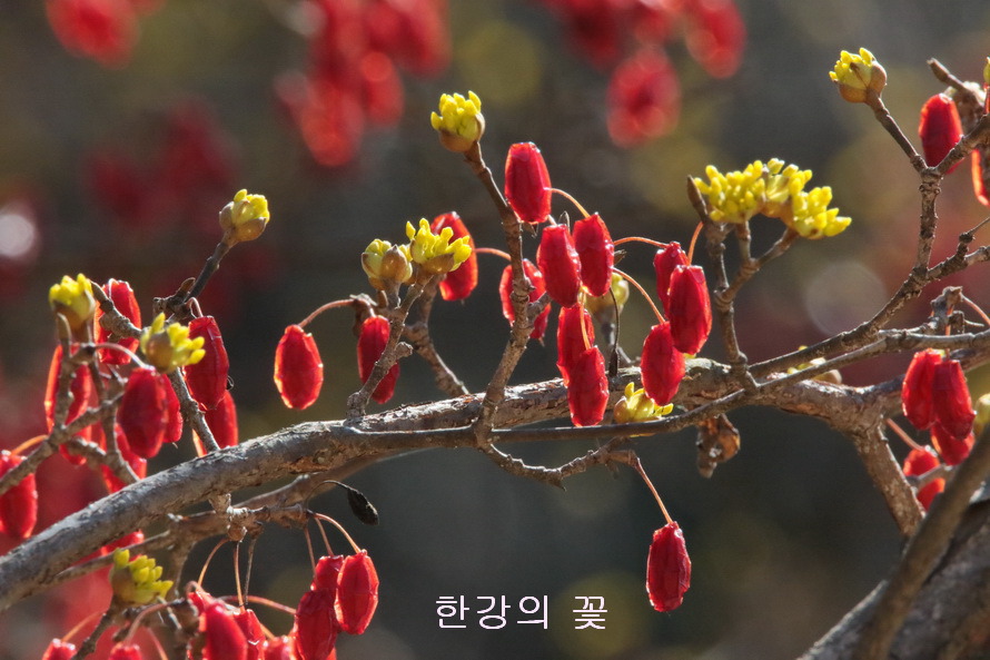산수유나무