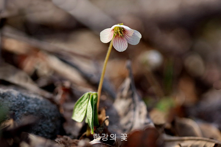 큰괭이밥