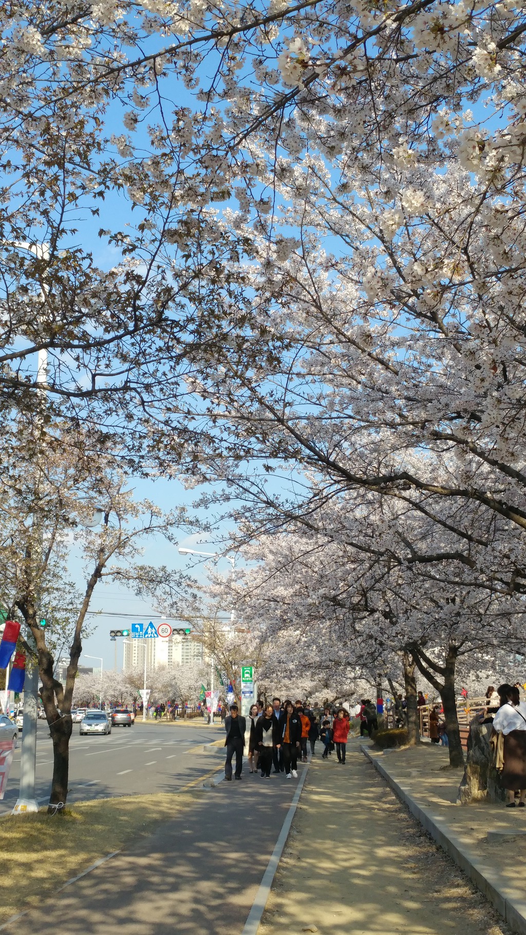 금오산 벚꽃축제