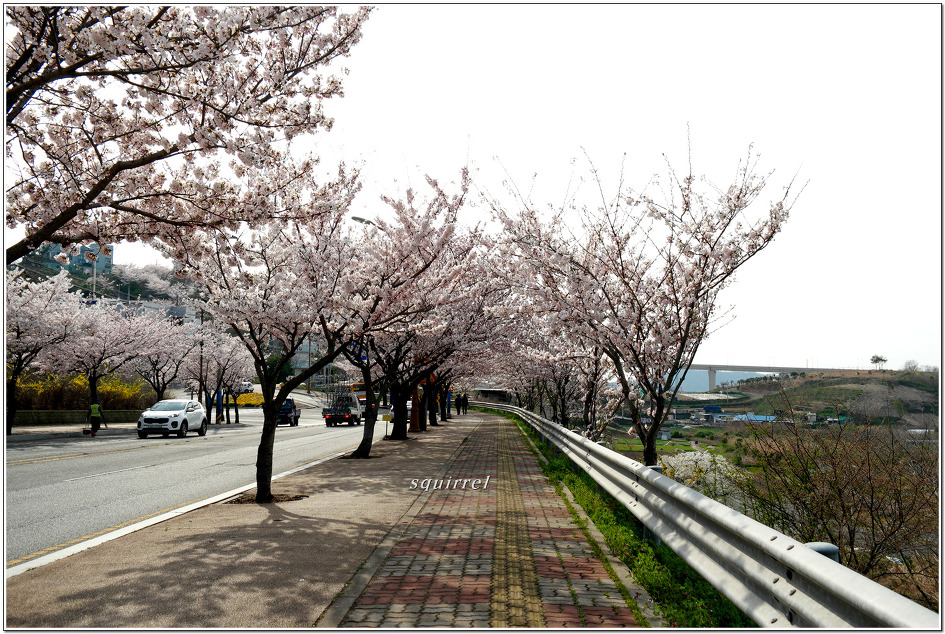 꽃 속에 갇힌 유달산