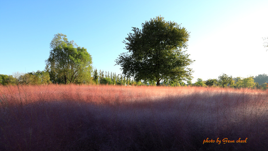 핑크뮬리..2018, 10,12