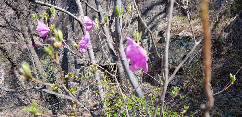 20190402 내연산 보경사 선일대에 오르다..
