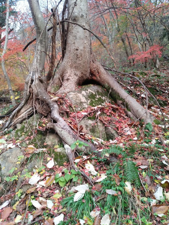 천년을 지탱할수 있는 뿌리같은 친구 